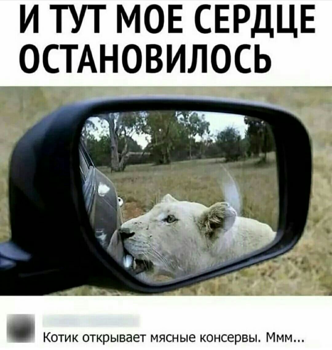 И ТУТ МОЕ СЕРДЦЕ ОСТАНОВИЛОСЬ