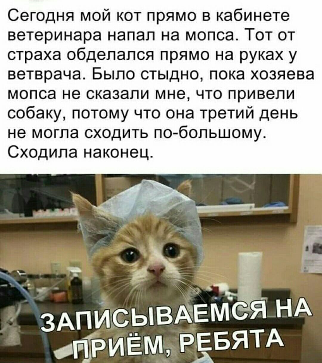 Сегодня мой кот прямо в кабинете ветеринара напал на мопса Тот от страха обдепапся прямо на руках у ветврача Было стыдно пока хозяева мопса не сказали мне что привели собаку потому что она третий день не могла сходить побопьшому Сходипа наконец А зАписывАЕмсЯ Н ПТЭИЁМ РЕБЯТА