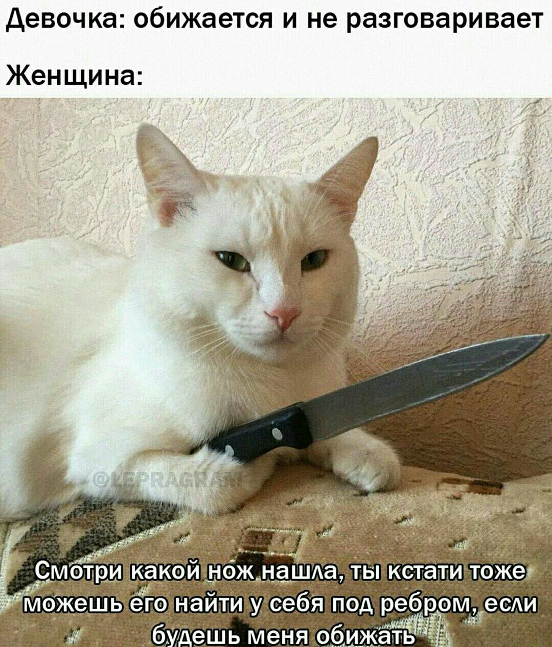 Кот угрожает. Кот с ножом. Котенок с ножом. Кот с ножиком. Милый кот с ножом.