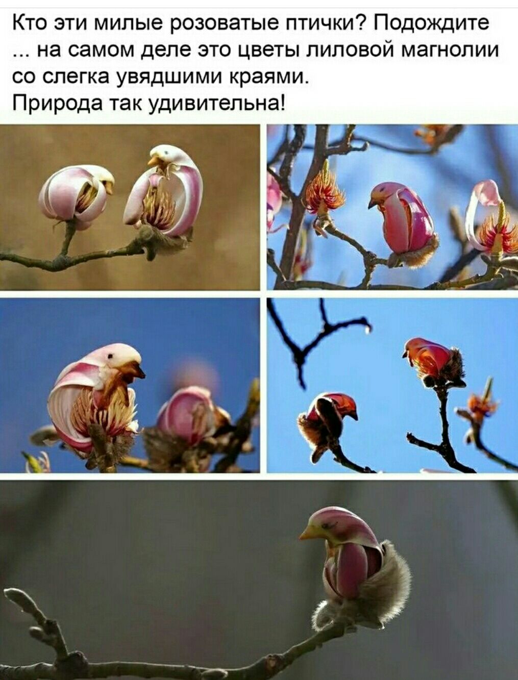 Кто эти милые розоватые птички Подожцте на самом ДЕЛЕ ЭТО цветы ПИПОВОЙ магнолии С СПЕГКЗ УЕЯДШИМИ краями Природа так удивительна
