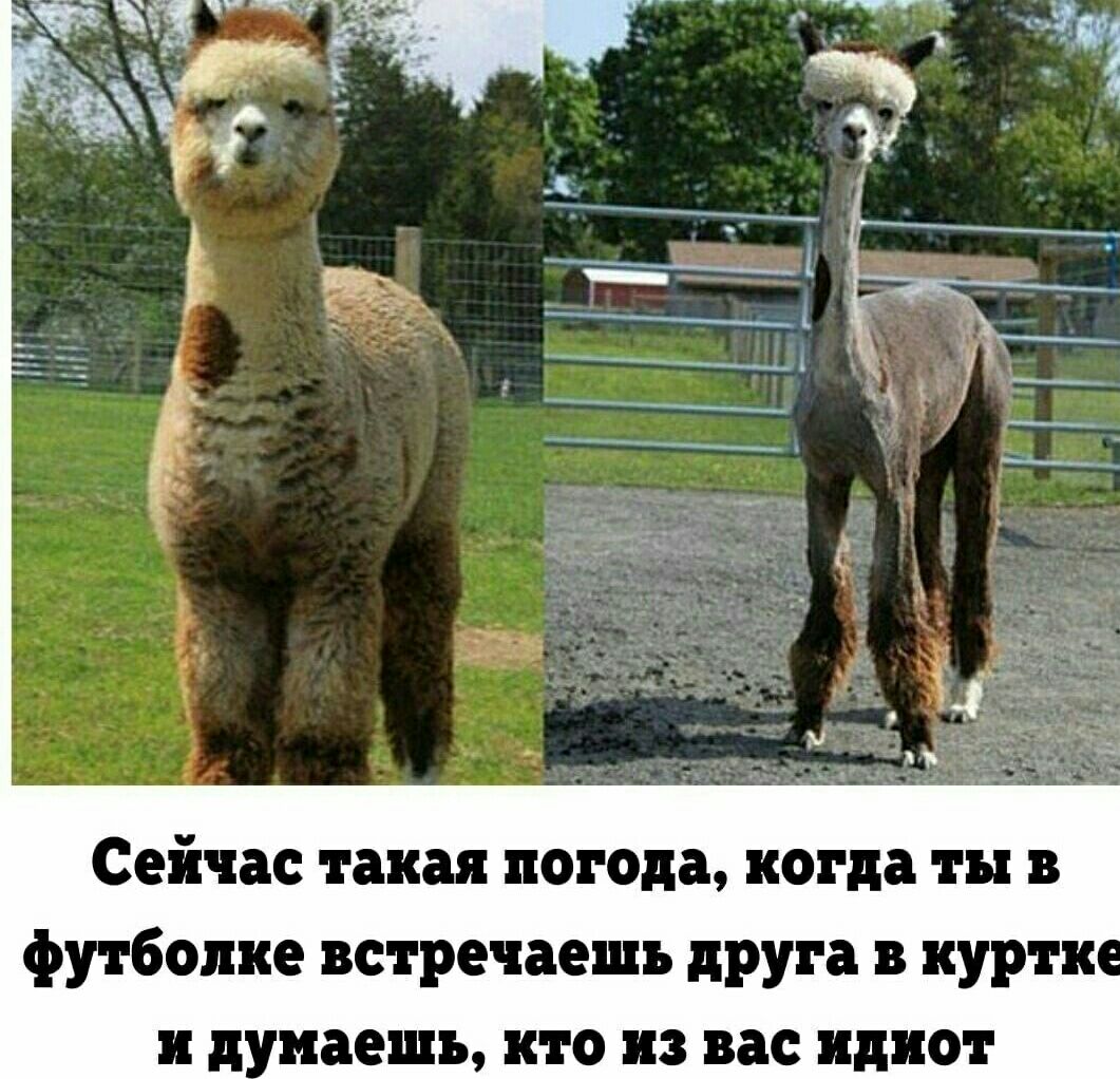 Сейчас такая погода когда ты в футболке встречаешь друга в куртке и думаешь кто из вас идиот