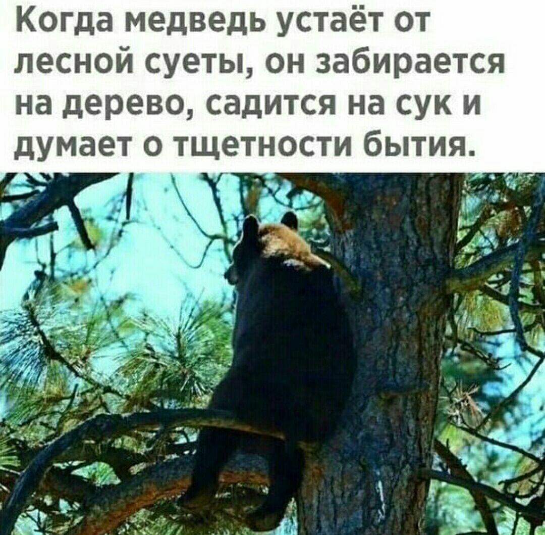 Когда медведь устаёт от лесной суеты он забирается на дерево садится на сук и думает о тщетности бытия