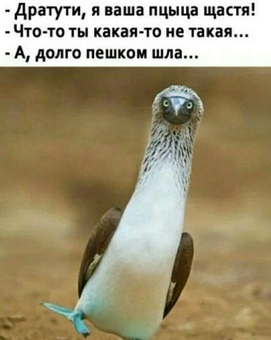 Дратути я ваша пцыца щастя Что то ты какая то не такая А долго пешком шла