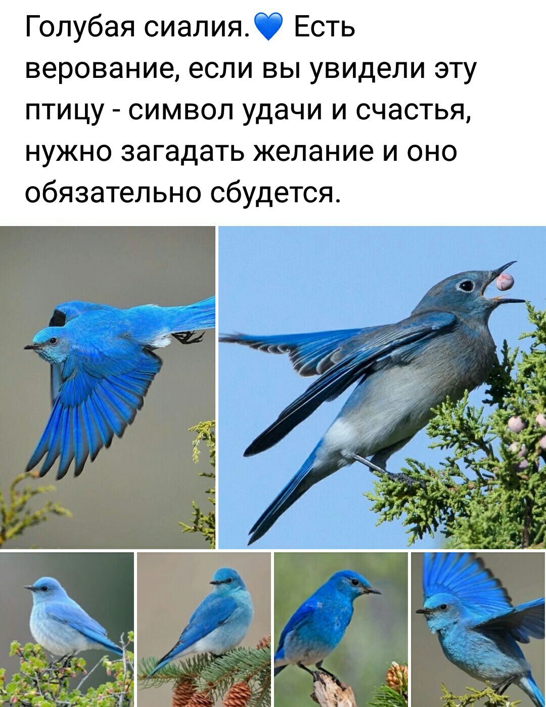 Голубая сиалия Есть верование если вы увидели эту птицу символ удачи и счастья нужно загадать желание и оно обязательно сбудется