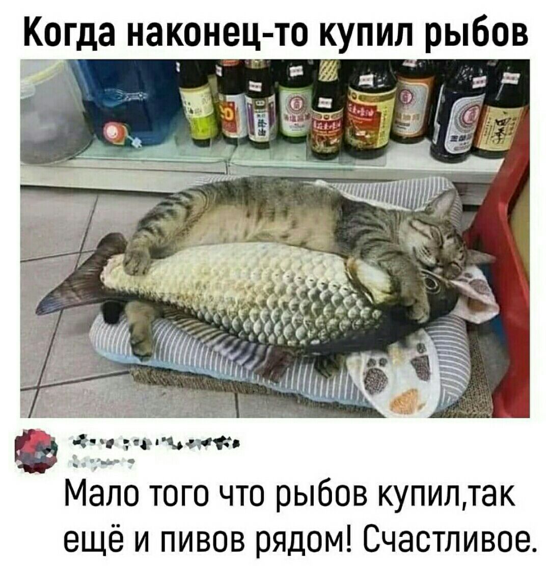 Когда наконец то купил рыбов Мало того что рыбов купил так ещё и пивов рядом Счастливое