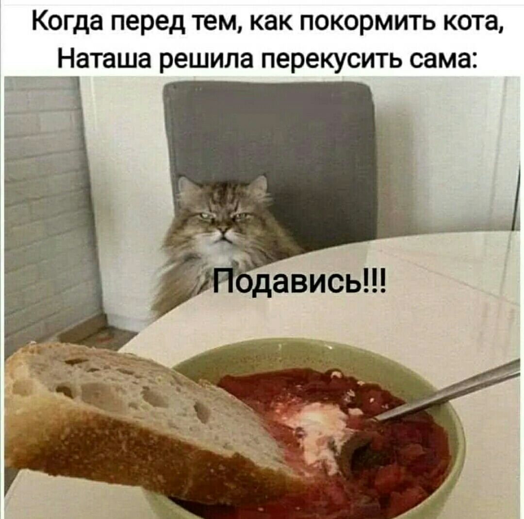 Когда перед тем как покормить кота Наташа решила перекусить сама
