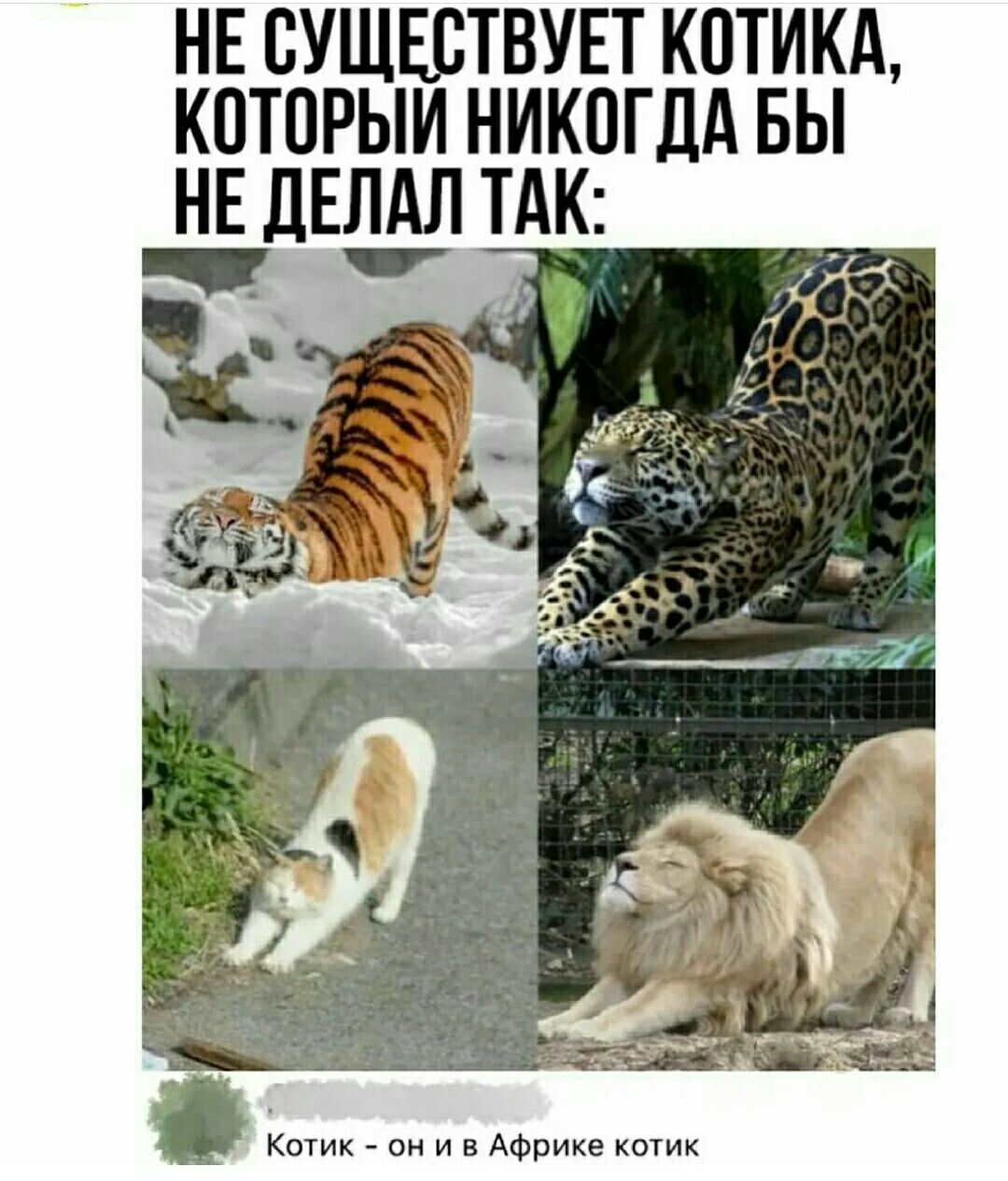НЕ СУЩЕСТВУЕТ КПТИКА КПТОРЫИ НИКПГДА БЫ НЕ ЛЕЛАЛ ТАК