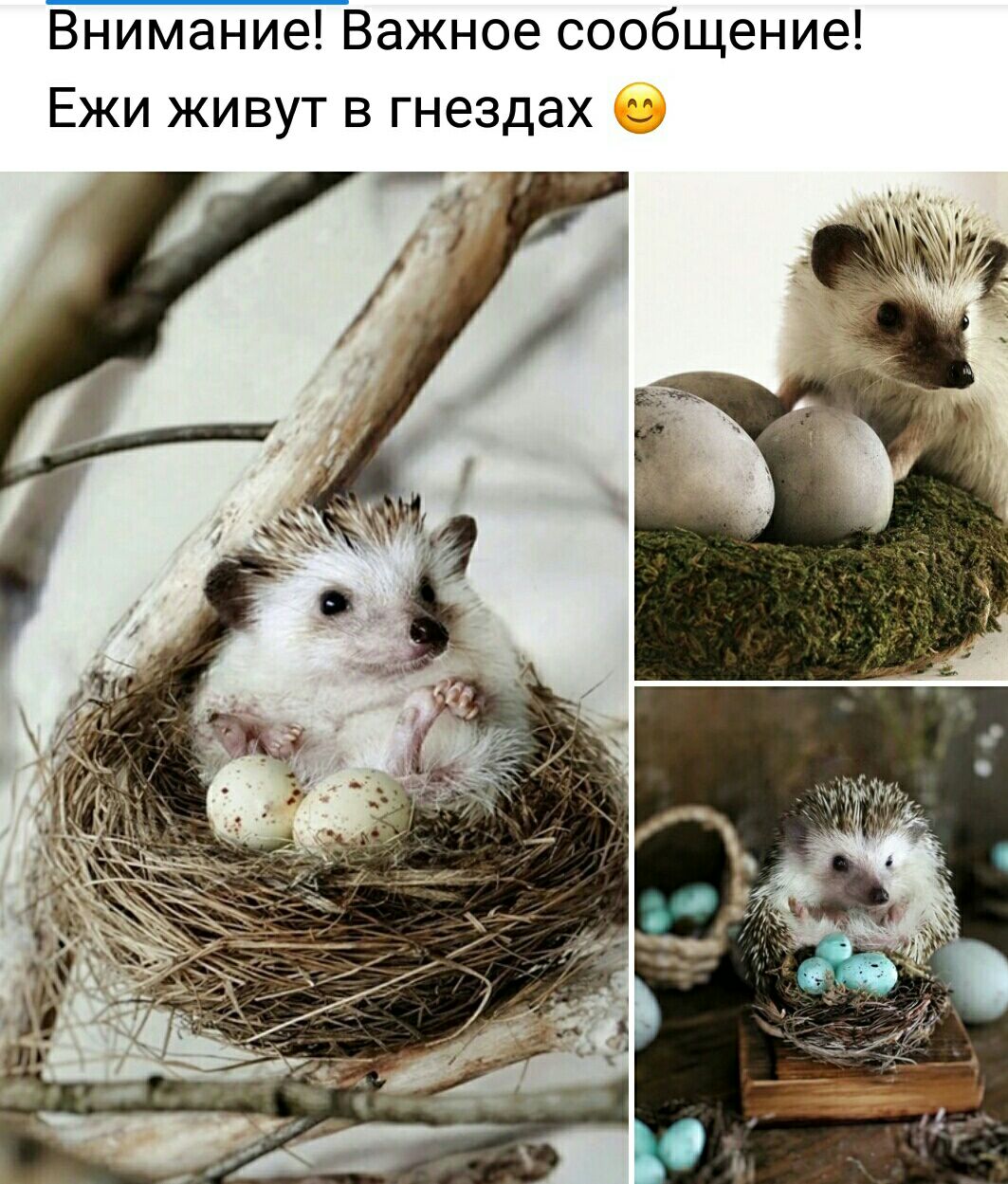 Внимание Важное сообщение Ежи живут в гнездах