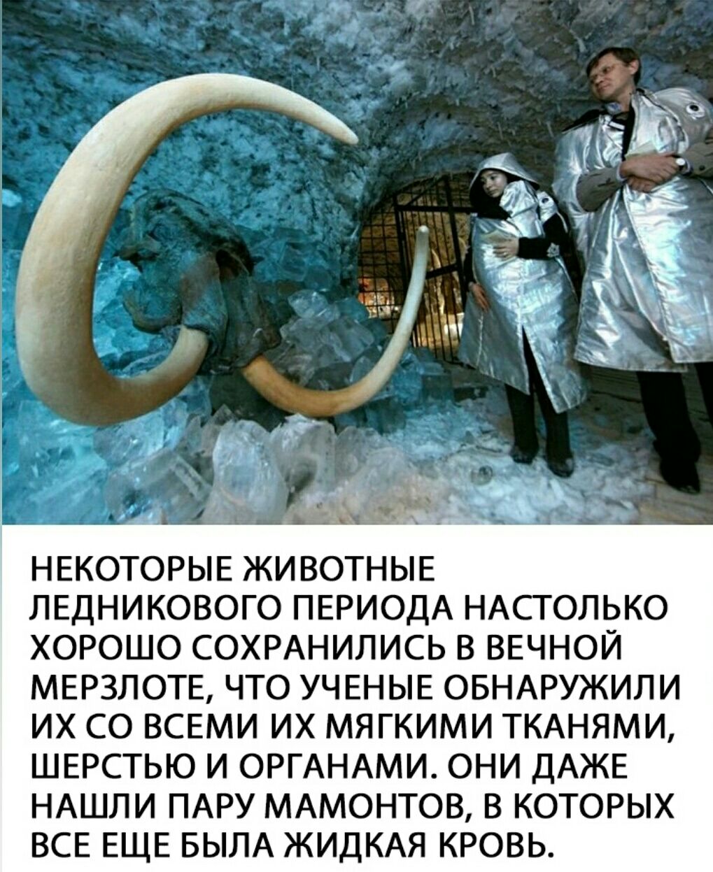 ЛЕДНИКОВОГО ПЕРИОДА НАСГОЛЬКО ХОРОШО СОХРАНИЛИСЬ В ВЕЧНОЙ МЕРЗЛОТЕ ЧТО УЧЕНЫЕ ОБНАРУЖИЛИ ИХ СО ВСЕМИ ИХ МЯГКИМИ ТКАНЯМИ ШЕРСГЬЮ И ОРГАНАМИ ОНИ ДАЖЕ НАШЛИ ПАРУ МАМОНТОВ В КОТОРЫХ ВСЕ ЕЩЕ БЫЛА ЖИДКАЯ КРОВЬ