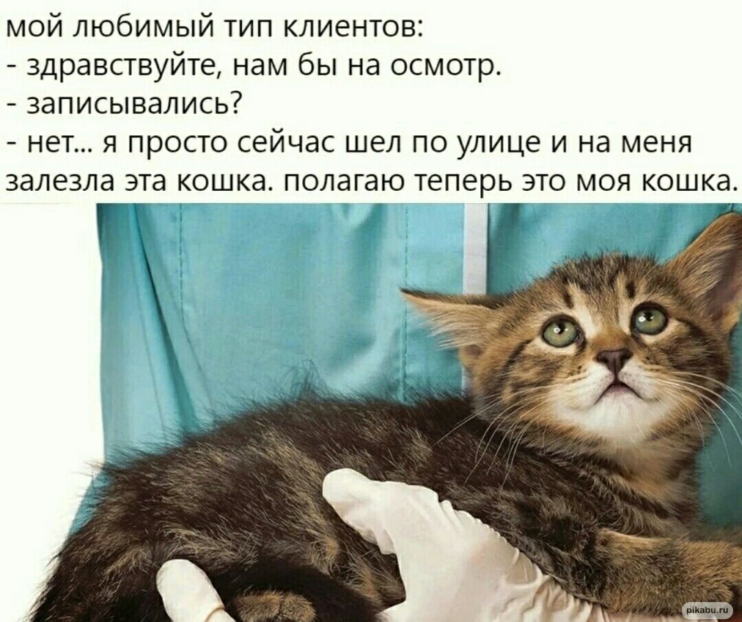 мой любимый тип клиентов здравствуйте нам бы на осмотр записывались нет я просто сейчас шел по улице и на меня залезла эта кошка полагаю теперь это мои кошка