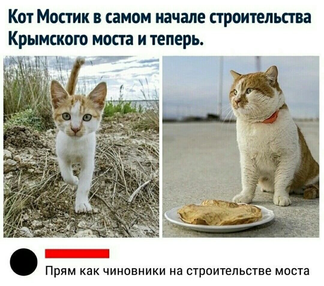 Кот Мостик самом начале строительства Крымского попа и теперь Прям как чиновники на строительстве моста