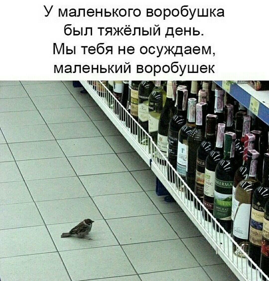 У маленького воробушка бып тяжёлый день Мы тебя не осуждаем маленький воробушек