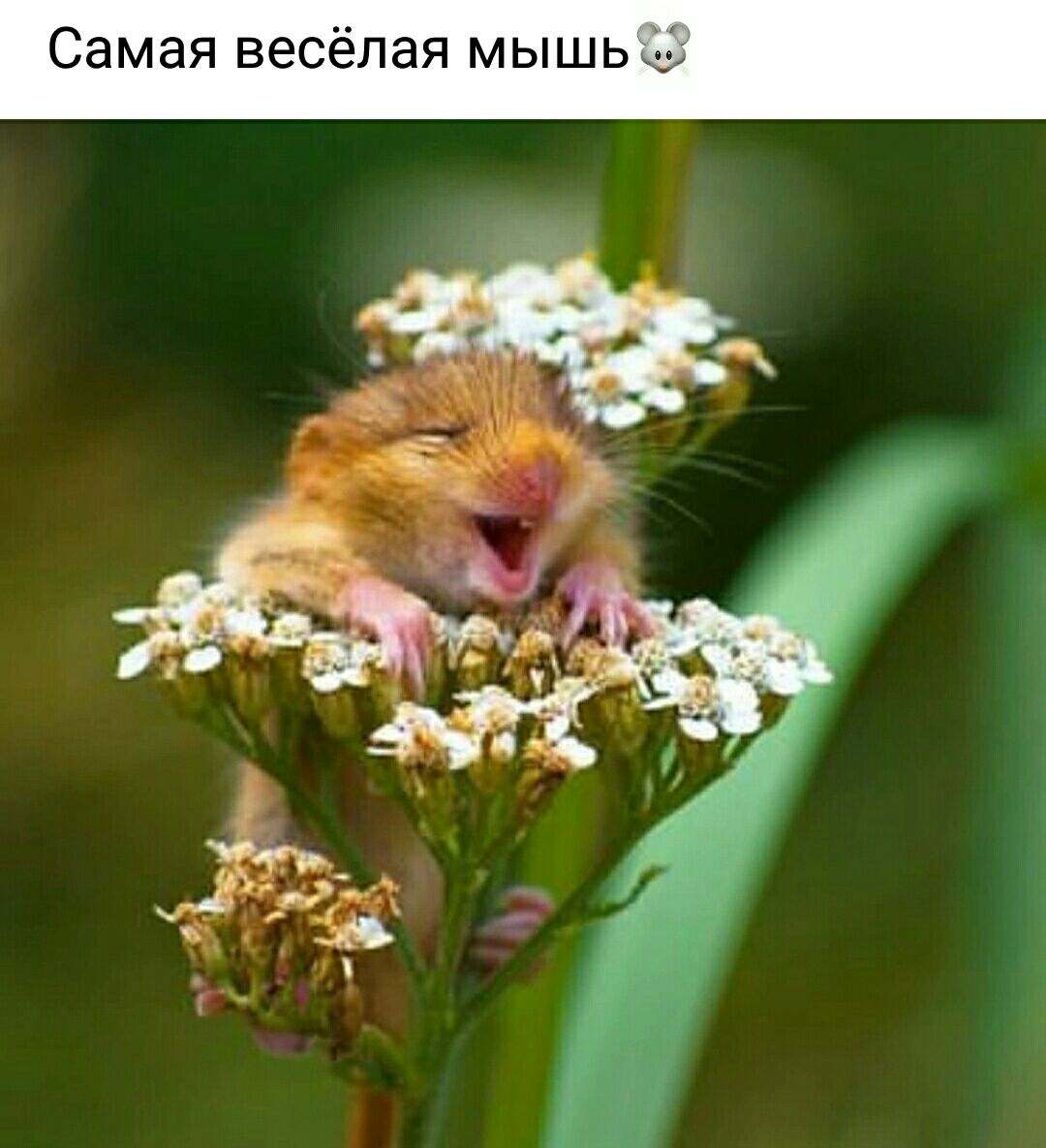 Самая ВЕСЕПВЯ МЫШЬ