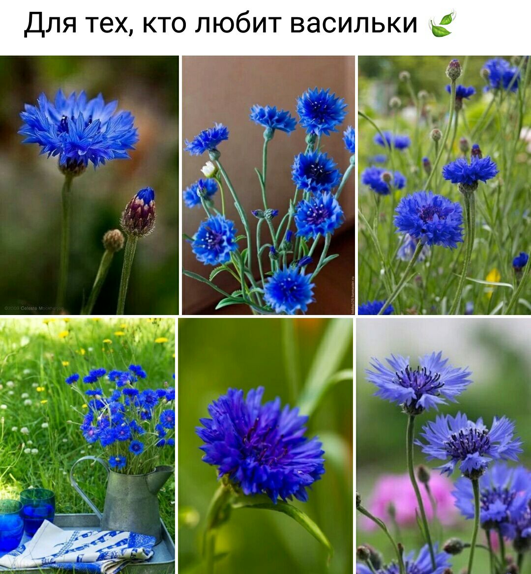 ДЛЯ тех КТО ЛЮбИТ ВаСИЛЬКИ