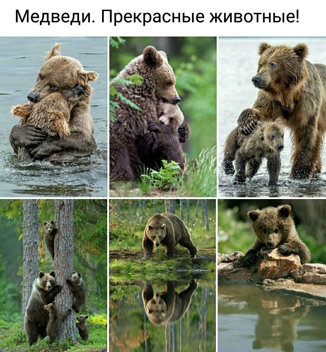 Медведи Прекрасные животные
