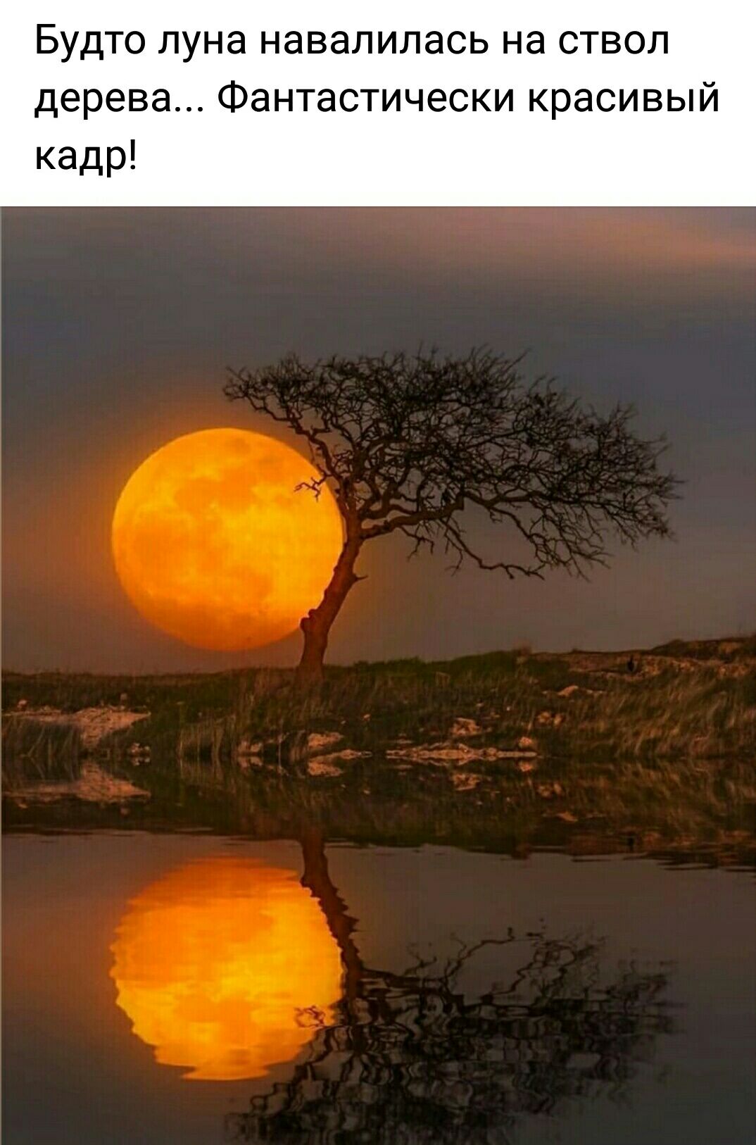 Будто луна навалилась на ствол дерева Фантастически красивый кадр