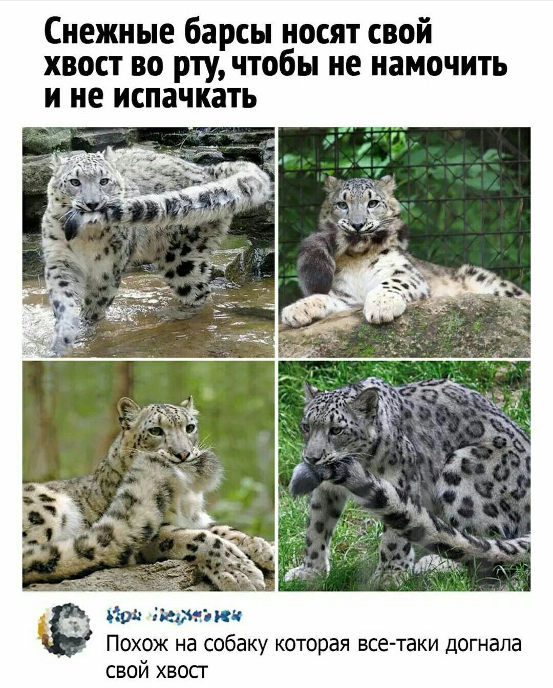 Снежные барсы носят свой хвост во рту чтобы не намочить и не испачкать _д ши Похож на собаку которая все таки догнала свой хвост