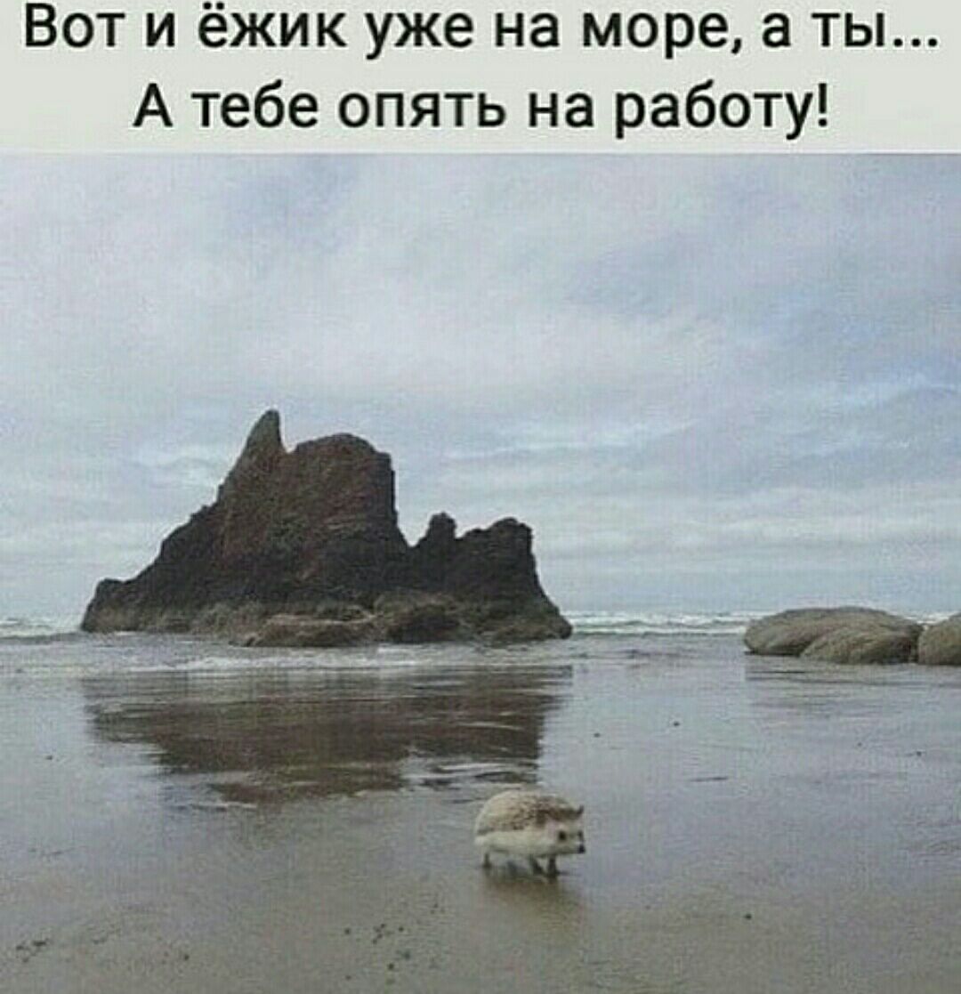 Вот и ёжик уже на море а ты А тебе опять на работу