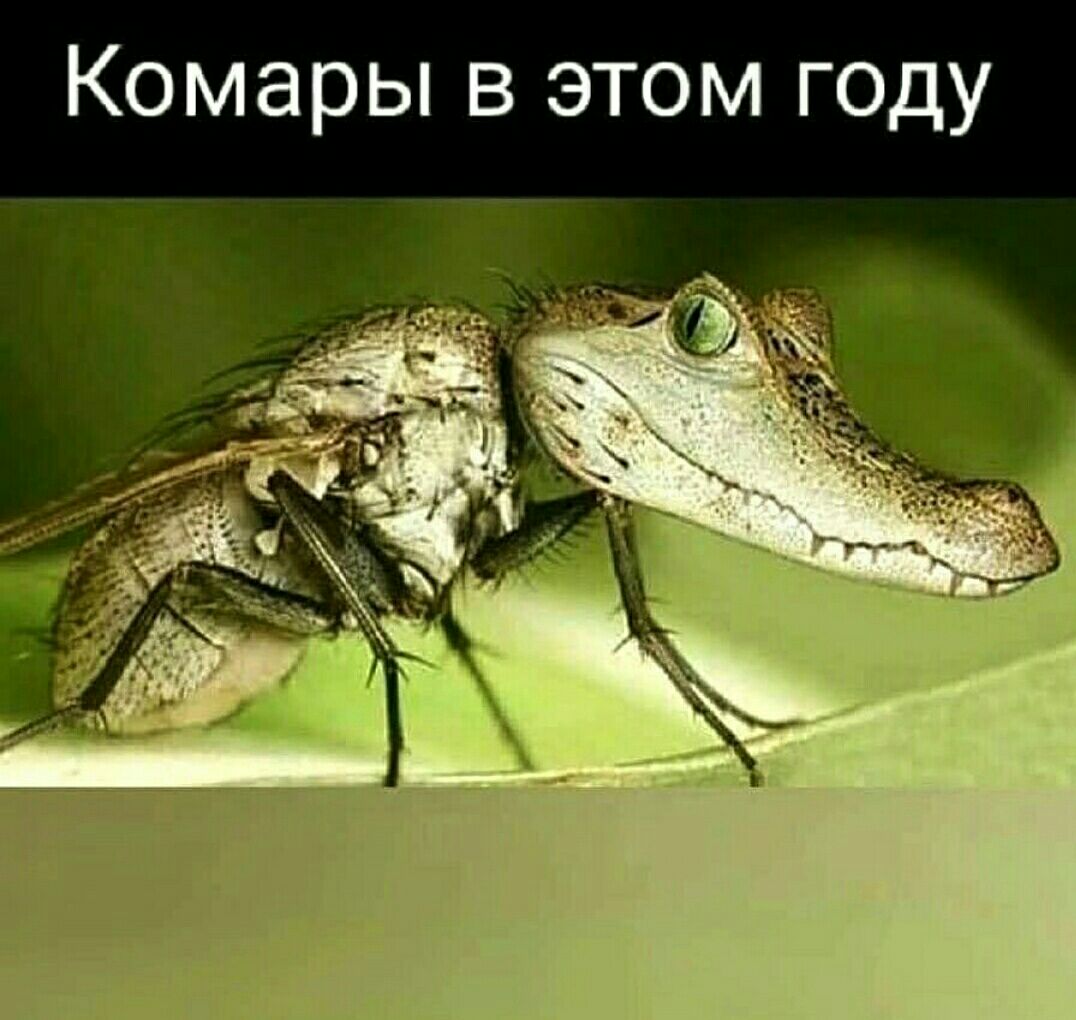 Комары В ЭТОМ ГОДУ