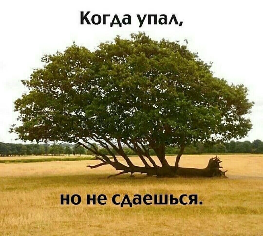 ГАВ упа