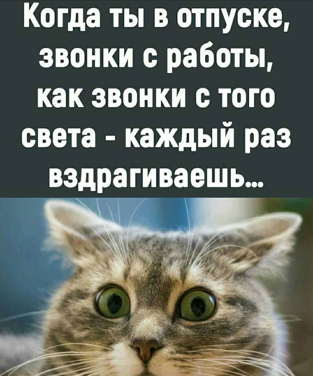 Когда ты в отпуске звонки с работы как звонки с того света каждый раз вздрагиваешь