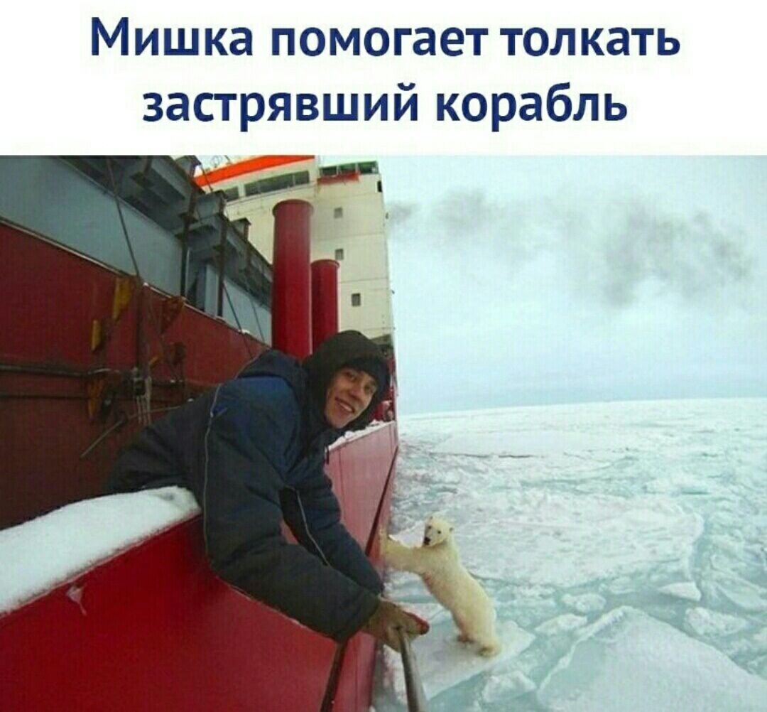Мишка помогает толкать застрявший корабль