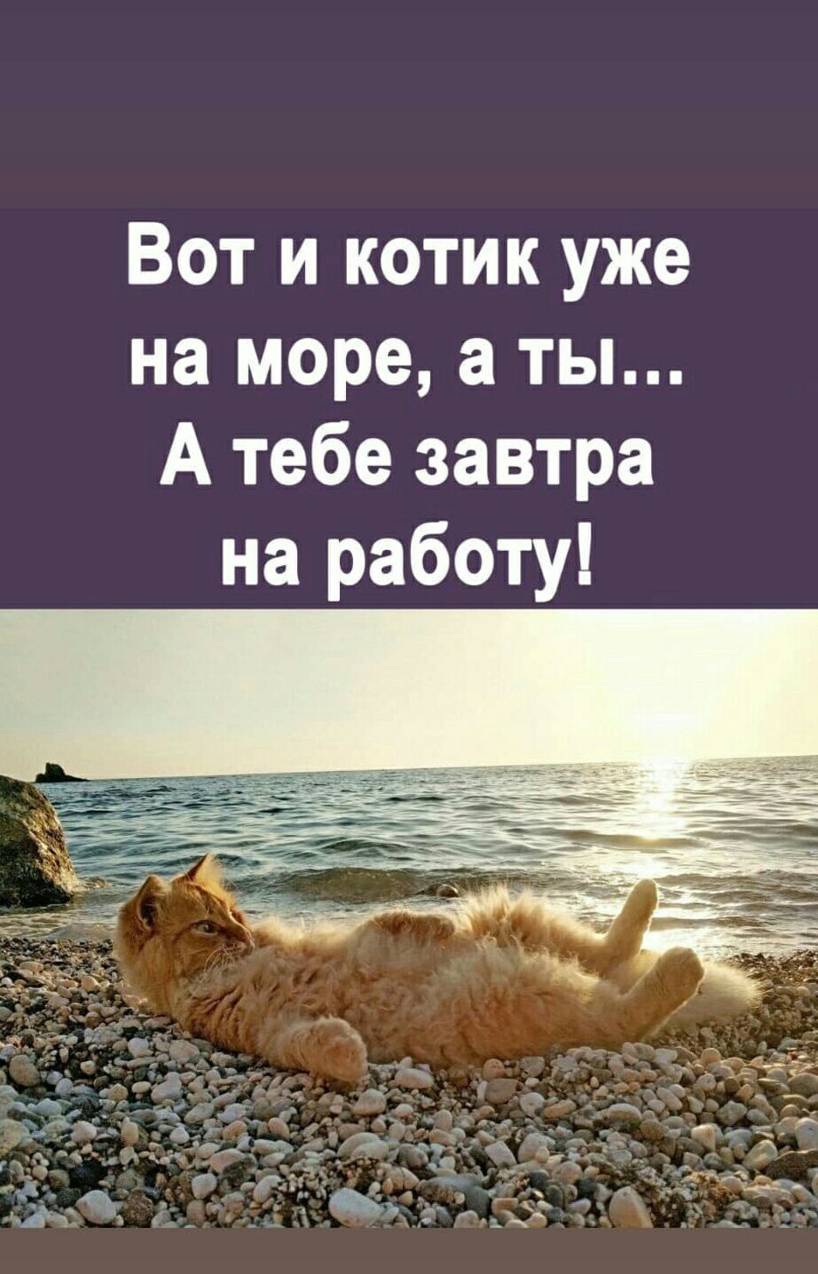 Вот и котик уже на море а ты А тебе завтра на работу