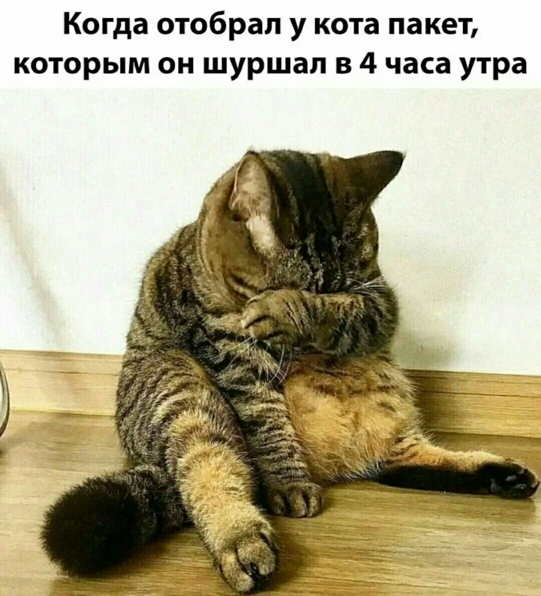 Когда отобрал у кота пакет которым он шуршап в 4 часа утра