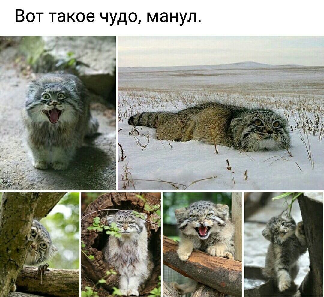 ВОТ такое ЧУДО манул