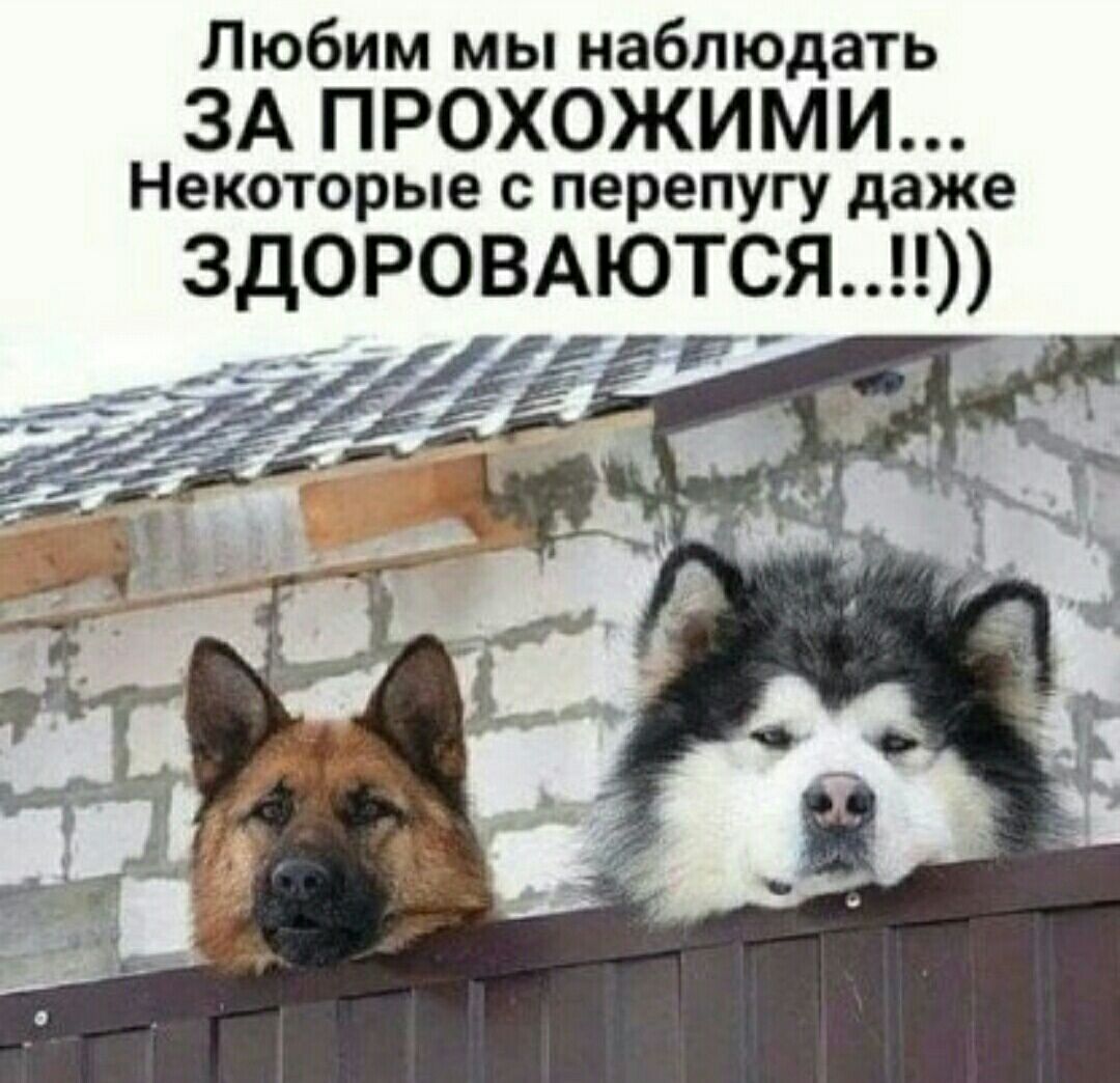 Любим мы наблюдать ЗА ПРОХОЖИМИ Некоторые с перепугу даже ЗДОРОВАЮТСЯ
