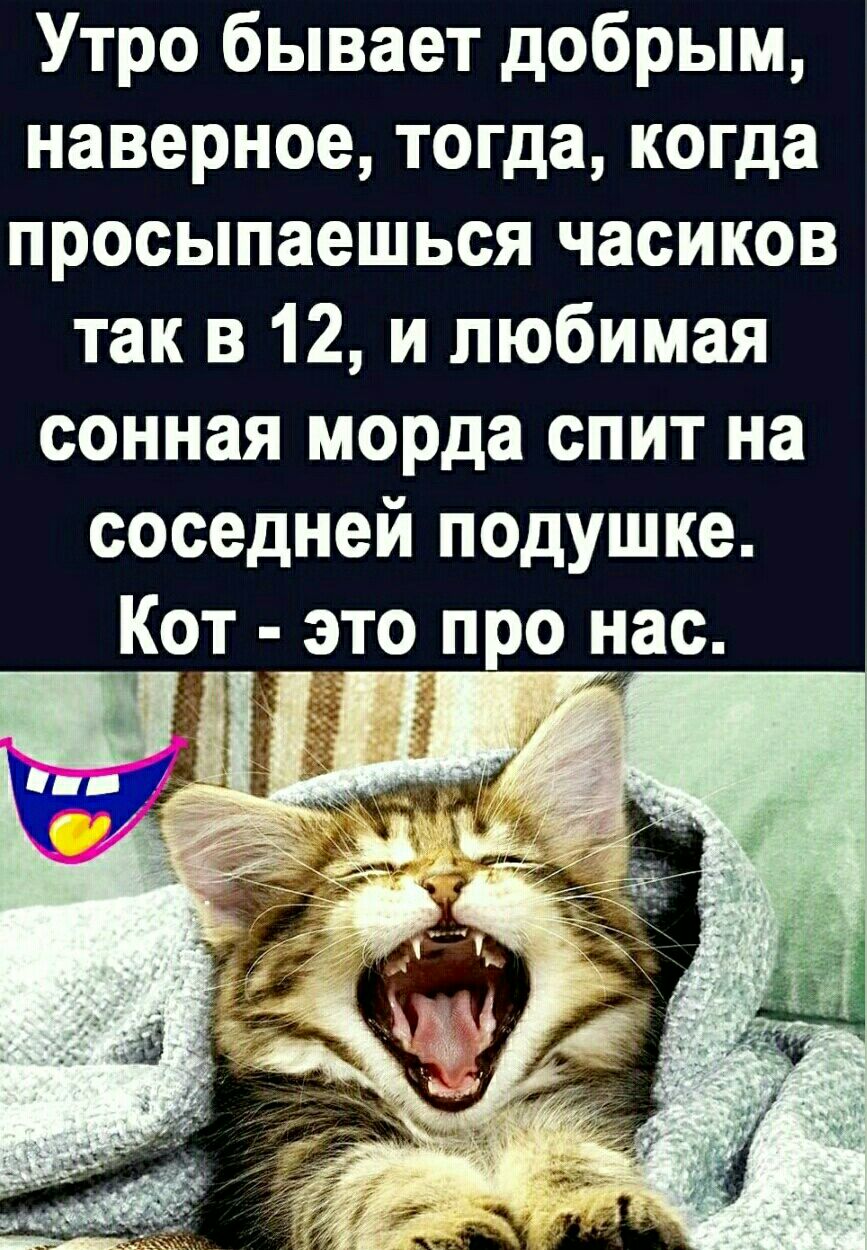 Утро бывает добрым наверное тогда когда просыпаешься часиков так в 12 и любимая сонная морда спит на 3 соседней подушке Кот это про нас