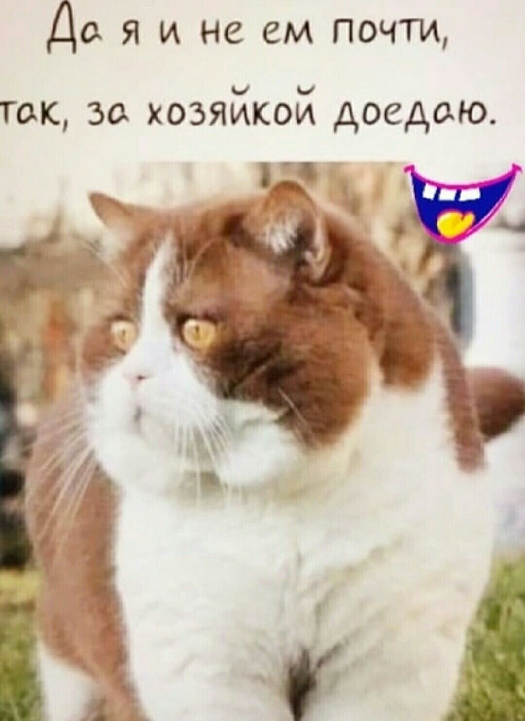 Да я и не ем почти так за хозяйкой доедвю