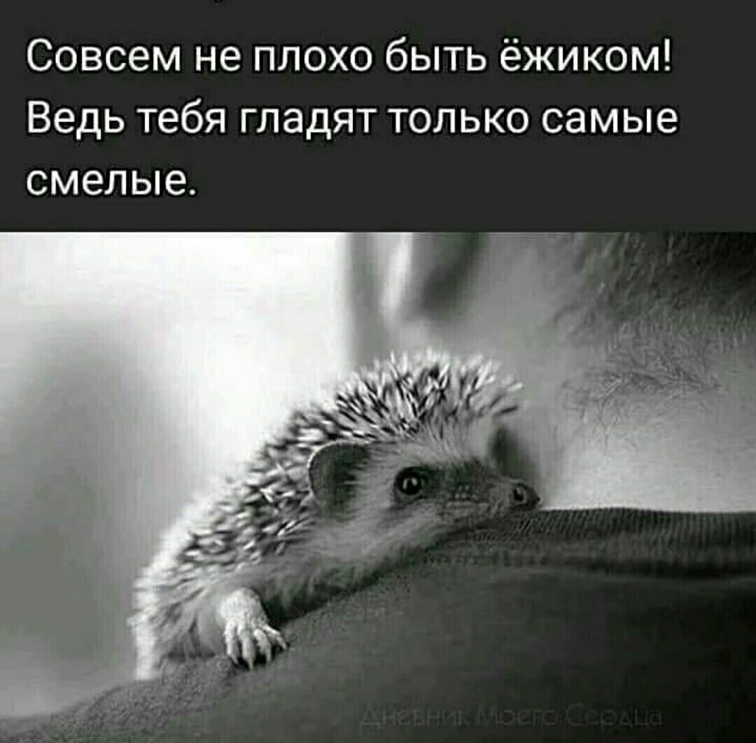 Совсем не плохо быть ёжиком Ведь тебя гладят только самые смелые
