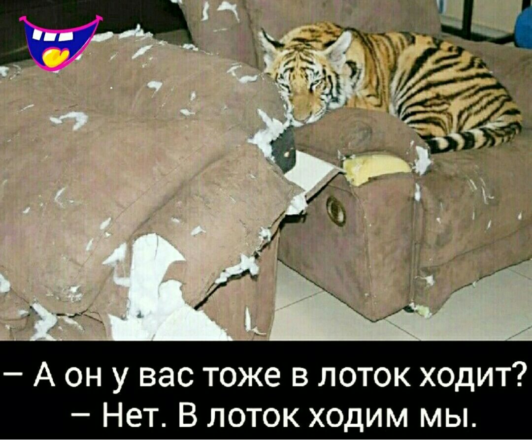 А он у вас тоже в поток ходит Нет В лоток ходим мы