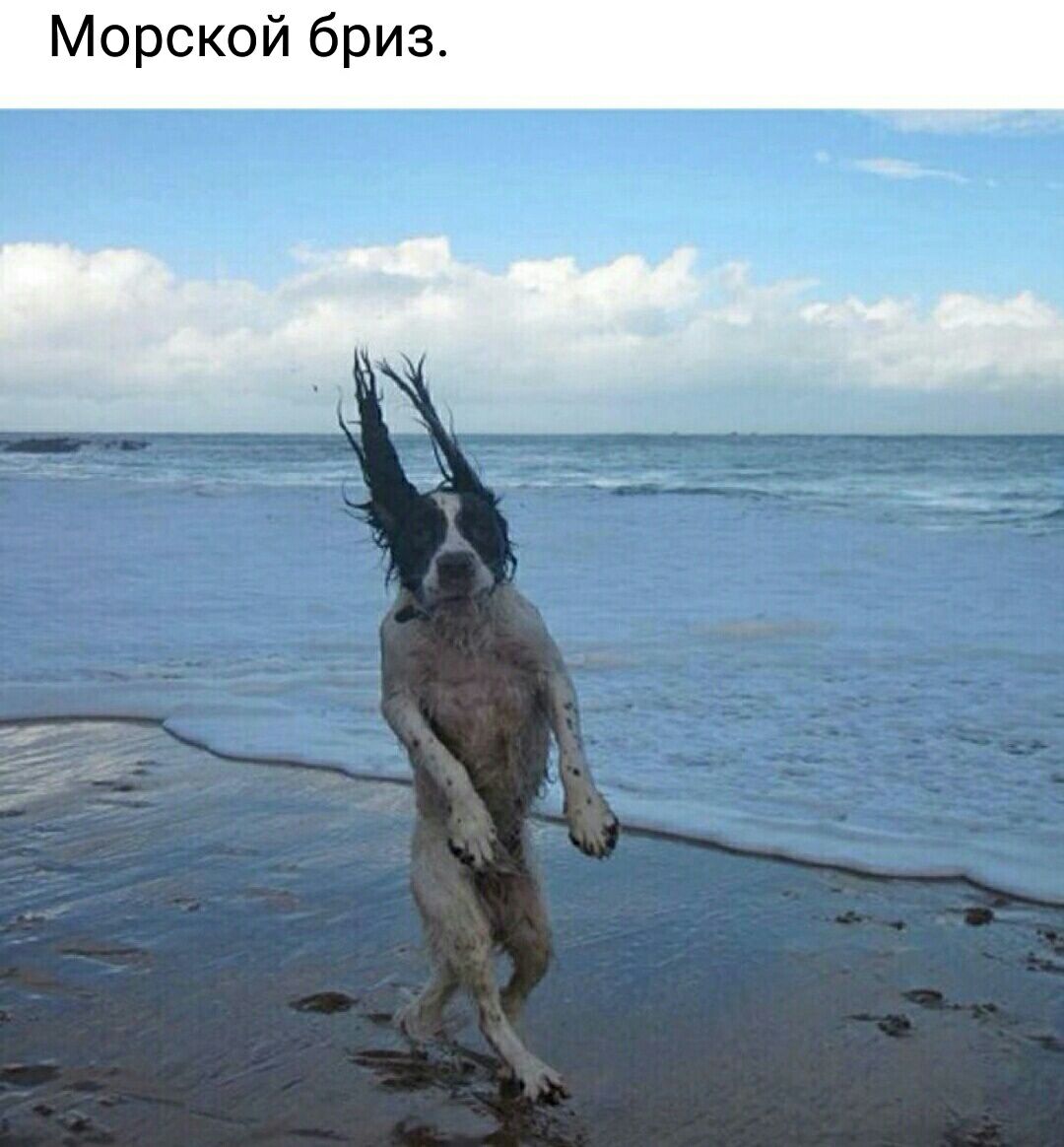 чу Морской бриз