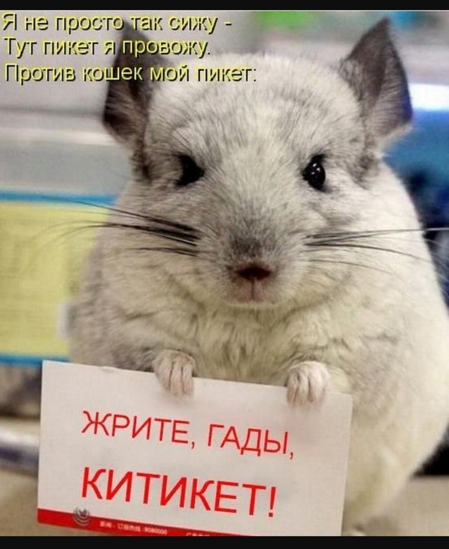 Я не простг ак сит _ Гуг пикет 71 пр вожу Г р0гив кои ек ой пикет