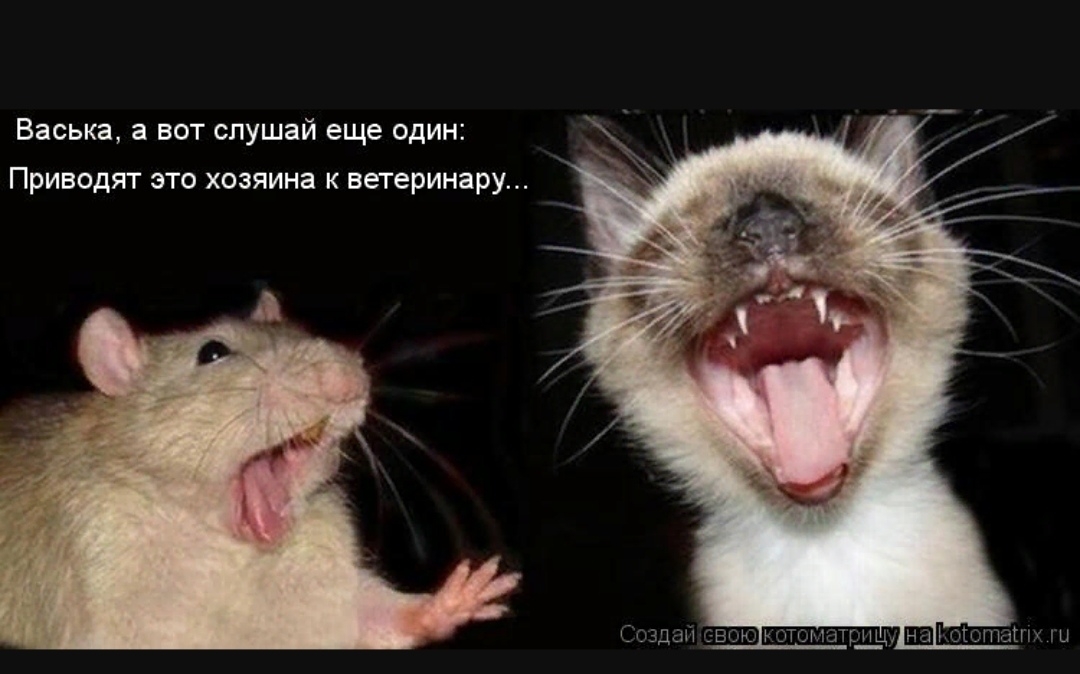 Спой пожалуйста. Мышь прикол с надписями. Крыса прикол. Приколы с мышами и крысами.