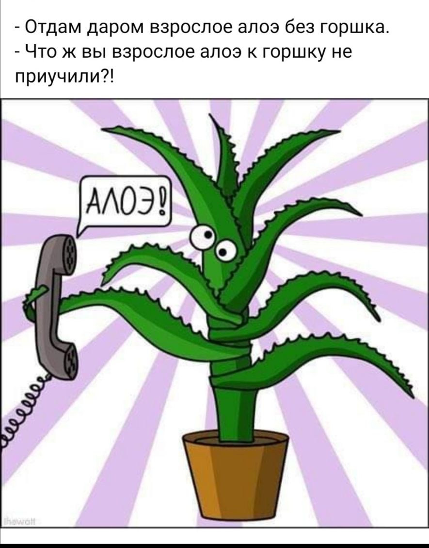 Отдам даром взрослое алоэ без горшка Что ж вы взрослое алоэ к горшку не приучили