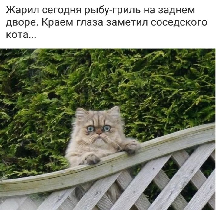 Жарил сегодня рыбу гриль на заднем дворе Краем глаза заметил соседского кота