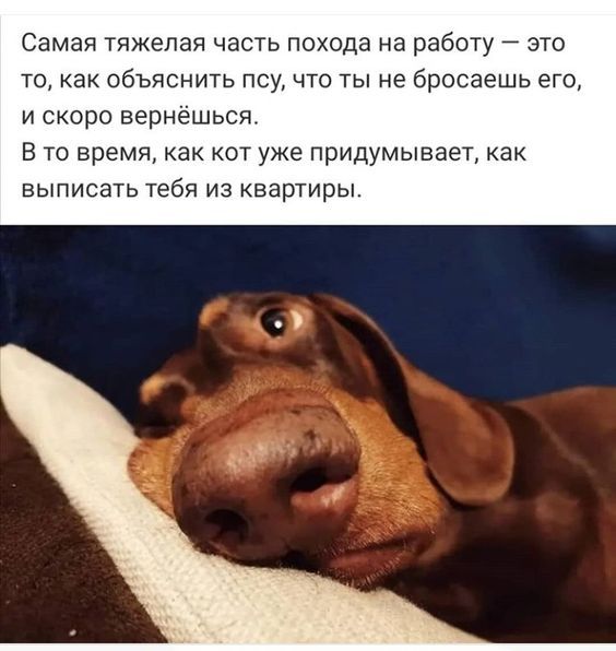 Самая тяжелая часть похода на работу это то как объяснить псу что ты не бросаешь его и скоро вернёшься В то время как кот уже придумывает как выписать тебя из квартиры