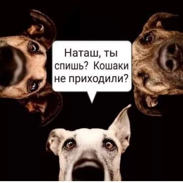 Наташ ты А спишь Кошаки Ръ не приходили