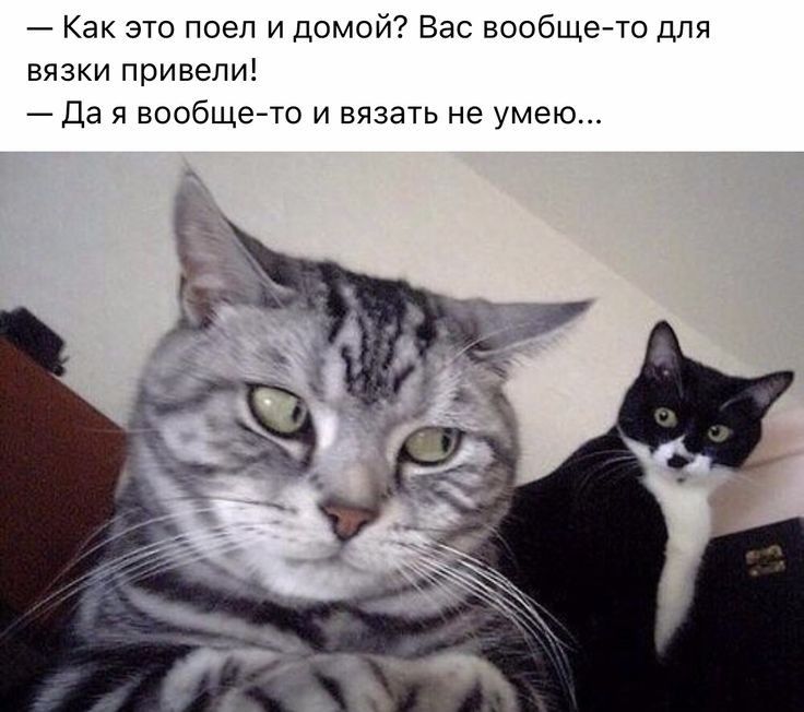 Как это поел и домой Вас вообщето для вязки привели Да я вообщето и вязать не умею