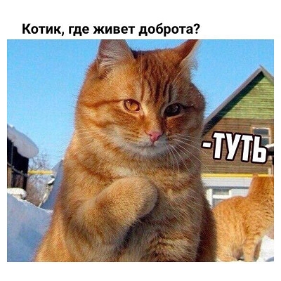 Котик где живет доброта