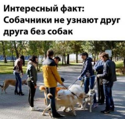 Интересный факт Собачники не узнают друг друга без собак