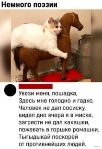 Немного поэзии Ш Увези меня лошадка Здесь Мне голодно и гадко Человек не дал сосиску видел дно вчера я в миске загрести не дал какашки пожевать в горшке ромашки Тыгыдыкай поскорей от пртивиейших людей