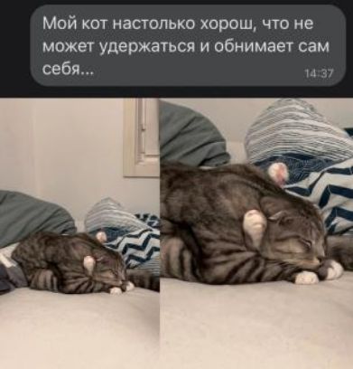 Мой кот настолько хорош что не МОЖЕТ удержаться И ОбНИМЗЕУ сам себя
