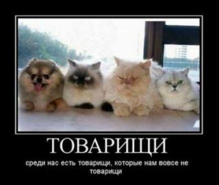 ТОВАРШЦИ свели ип ест шпиц которые или вовсе и тир ци
