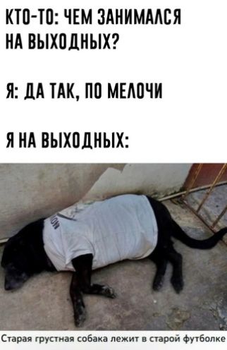 КТП ТП ЧЕМ ЗАНИММБЯ НА ВЫХМНЫХ Я М ТАК ПП МЕАПЧИ ЯНА ВЫХПДНЫХ Старая грусти собака лежит спрей Фуубопке
