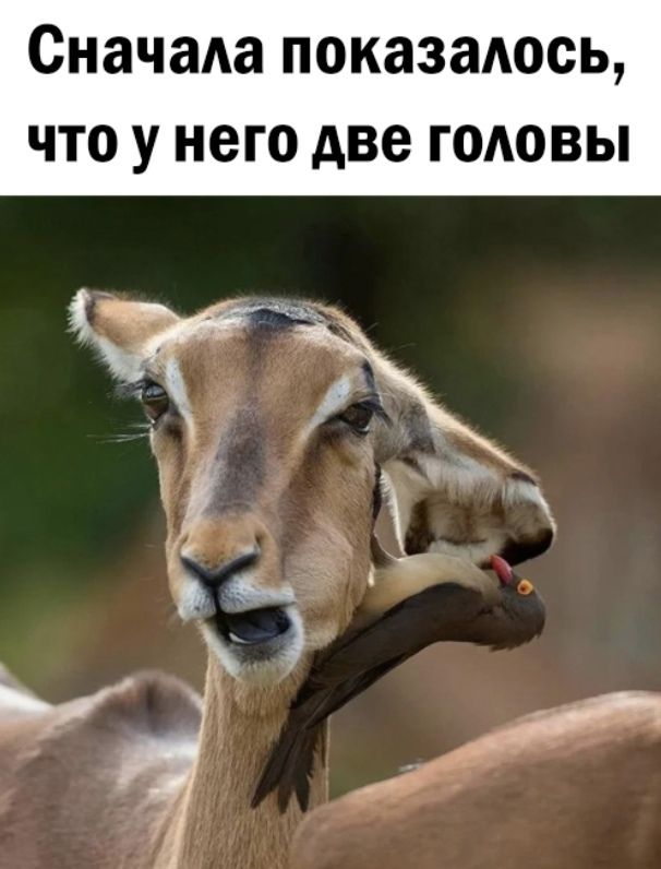 СначаАа показалось что у него две годовы кг тй АЛЁА ці