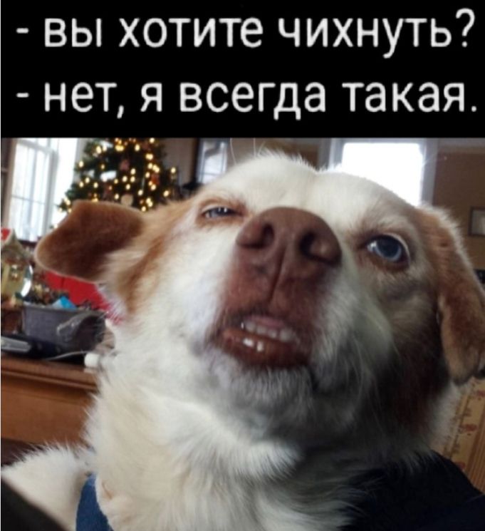 ВЫ хотите ЧИХНУТЬ НЕТ Я ВСЕГДЭ такая